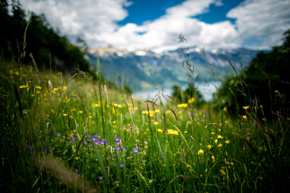 Lake Brienz